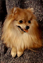 Pomeranian Postcard