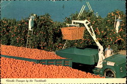 Florida Oranges By The Truckloads Scenic, FL Postcard Postcard