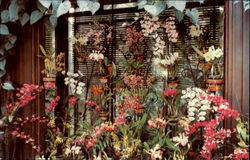 Longwood Gardens', Kennett Square Postcard