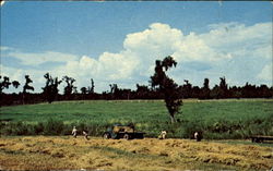 Our Lady Of Mepkin, Trappist Abbey Postcard