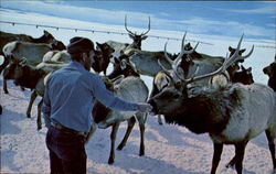 Wyoming Elk Head Postcard