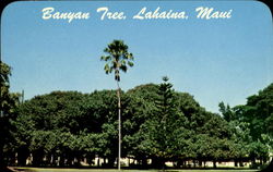 Banyan Tree, Lahaina Maui, HI Postcard Postcard