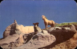 Wild Palomino Stallion Postcard