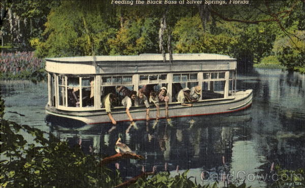 Feeding The Black Bass At Silver Springs, Silver Springs Florida