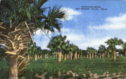 Date Palm Grove Postcard