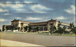 Chicago Museum Of Natural History Postcard