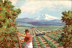 Washington Orchards Postcard