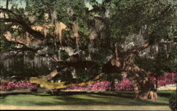 The Great Oak In Magnolia Cemetery Postcard