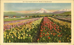 Tulip Fields With Mt. Baker In The Distance Bellingham, WA Postcard Postcard