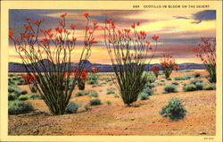Ocotillo In Bloom On The Desert Ocotillo In Bloom On The Desert