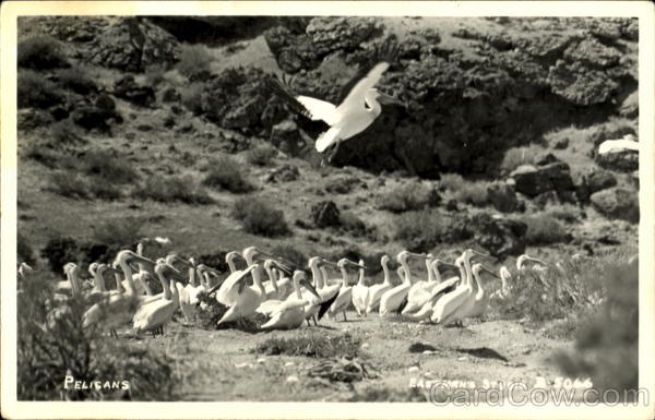 Pelicans Birds