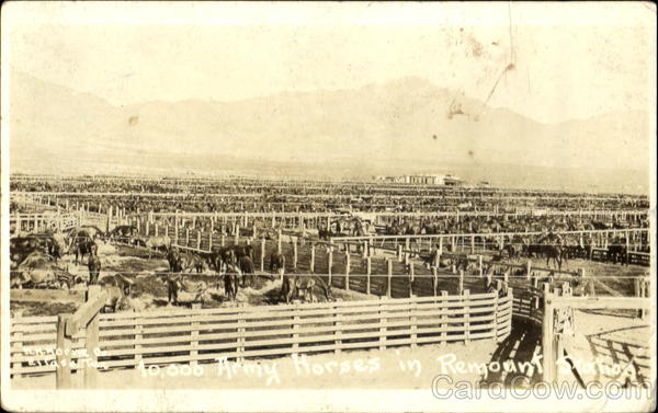 10,000 Army Horses In Remount Station Montana