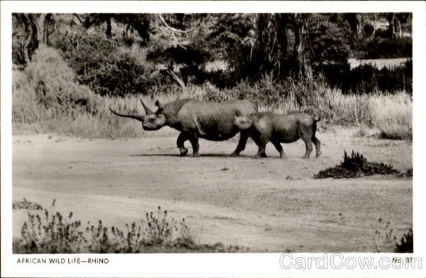 African Wild Life-Rhino
