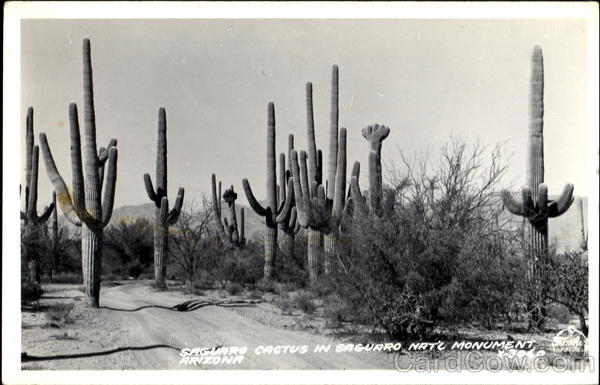 Saguaro Cactus In Saguaro Nat'l Monument Arizona Cactus & Desert Plants