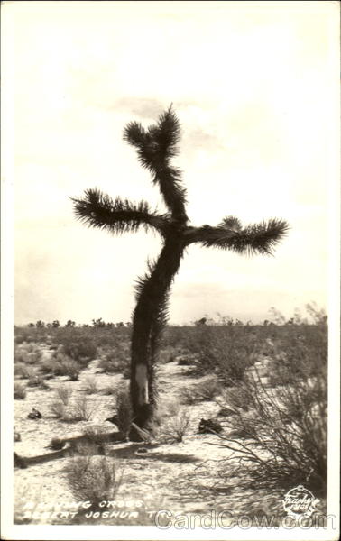 Driving Cross, Desert Joshua Tree Cactus & Desert Plants