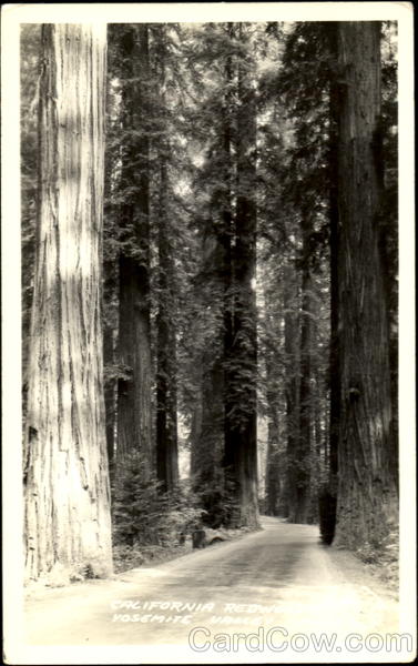 California Redwood, Yosemite Valley Trees