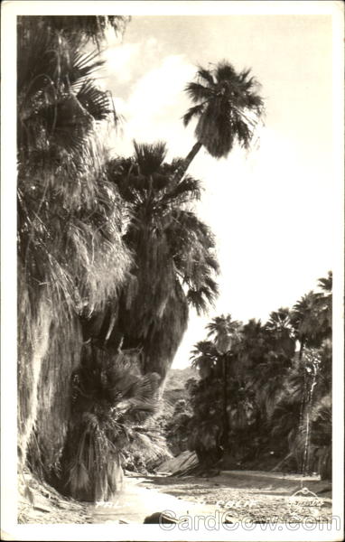Palm Trees California