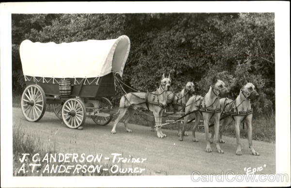 Covered Wagon Dog Team