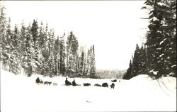 Dog Sled Teams Postcard