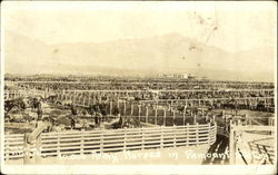 10,000 Army Horses In Remount Station Postcard