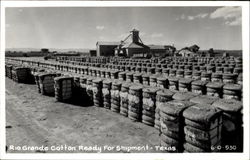 Rio Grande Cotton Ready For Shipment Postcard