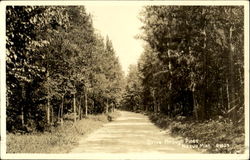 Drive Through Pines Postcard