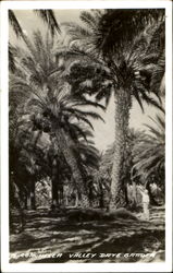Coachella Valley Date Garden Trees Postcard Postcard
