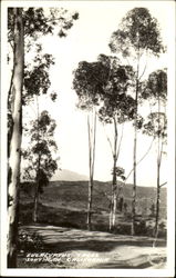 Stock #116689 Thumbnail