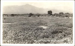 Desert Flowers Of California Postcard