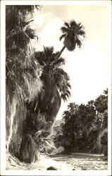 Palm Trees Postcard