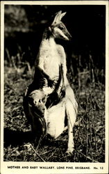 Mother And Baby Wallaby, Lone Pine Postcard