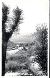 High Way As Seen The Joshuas Postcard
