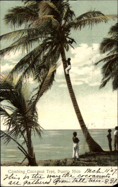 Climbing Coconut Tree, Puerto Rico