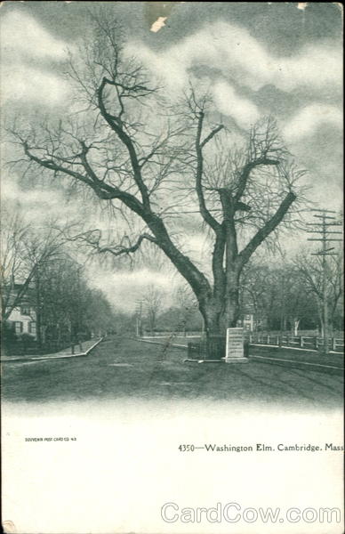 Washington Elm Cambridge Massachusetts