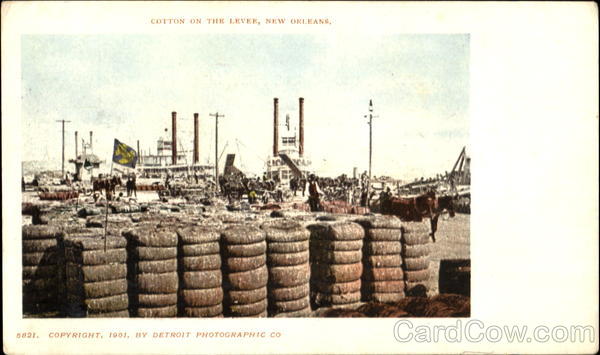 Cotton On The Lever New Orleans Louisiana