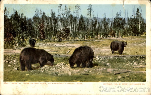 Bear At Upper Geyser Basin Yellowstone National Park