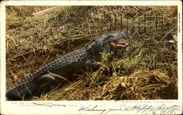 Meet It Is Feet It Down That One May Smile Alligators