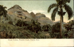 Royal Palms, Arecibo Road Postcard