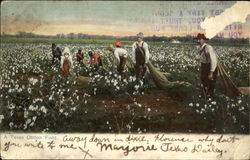 A Texas Cotton Field Postcard Postcard