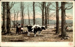 Bringing In The Sap Maple Syrup Postcard