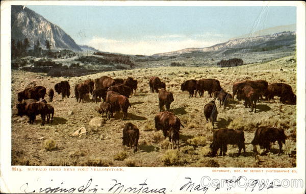 Buffalo Herd Near Fort Yellowstone