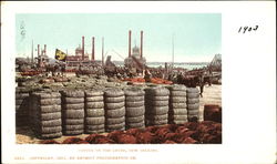 Cotton On The Levee Postcard