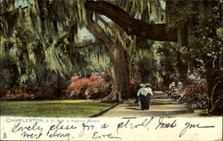 Walk In Magnolia Gardens Postcard