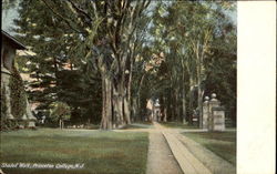 Shaded Walk, Princeton College Postcard