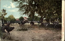 Ostrich Farm Postcard