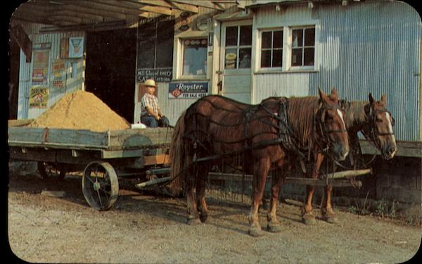 Amish Horses And Wagon Pennsylvania