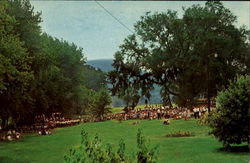 Tiadaghton Elm Pine Creek, PA Postcard Postcard