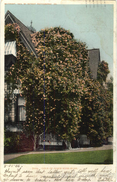 Gold of Ophir Rose-Bush Detroit Michigan