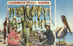 Fishing: Tropical Fish Caught in The Gulf of Mexico Clearwater, FL Postcard Postcard
