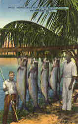 Fishing: Tarpon Catch Near St. Petersburg Florida Postcard Postcard